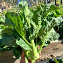 MeiBao Chinese Kale Seeds, 10g