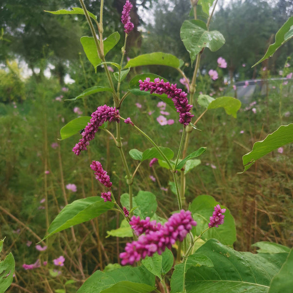 Prince's Feather, 200 Seeds
