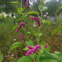 Prince's Feather, 200 Seeds