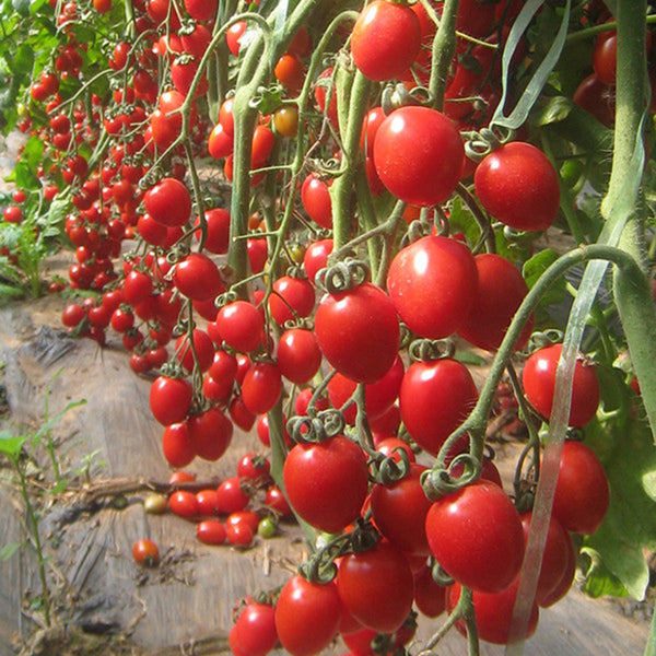 'Waterfall Red Cluster' Cherry Tomato Seeds, 20 Seeds