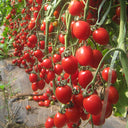 'Waterfall Red Cluster' Cherry Tomato Seeds, 20 Seeds
