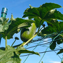 Taifeng No. 1 Apple Luffa, 8 Seeds