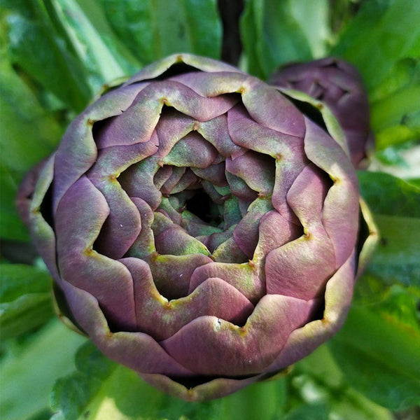 Purple Artichoke, 5 Seeds