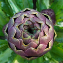 Purple Artichoke, 5 Seeds