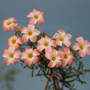 Oxalis obtusa Series Bulb - 'Lunar Halo', 3 Bulbs