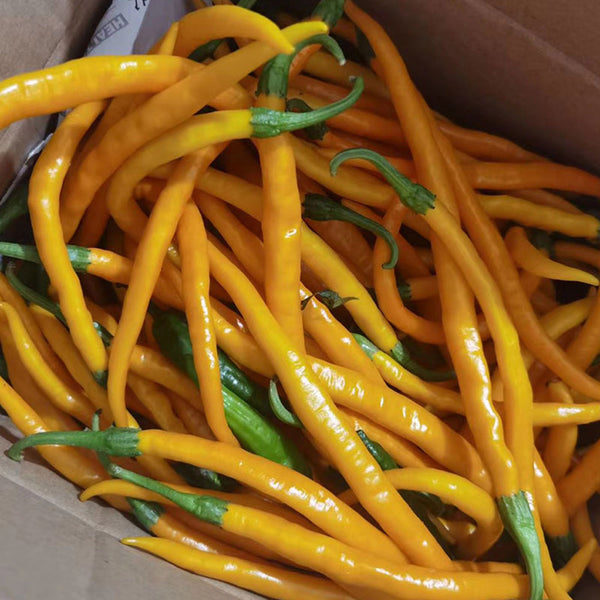 Golden Tribute Pepper, 1g