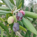 Olive Tree, 20 Seeds