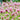 Hezhichun Pink Globe Amaranth Seeds, 1g