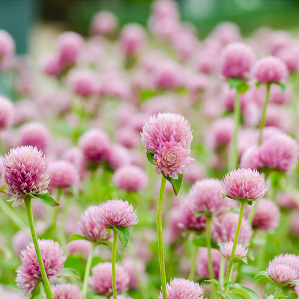 Hezhichun Pink Globe Amaranth Seeds, 1g