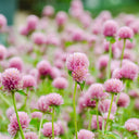 Hezhichun Pink Globe Amaranth Seeds, 1g