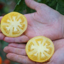 677 Dwarf Barossa Fest Tomato, 5 Seeds