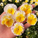 U2334 Da Danta Ruffled Viola, 5 Seeds