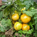 'Jinmeixiuzhu' Cherry Tomatoes, 200 Seeds