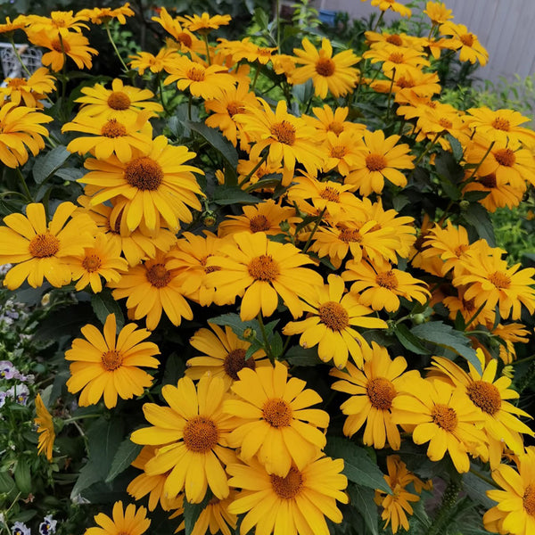 Heliopsis helianthoides Seeds, 100 Seeds