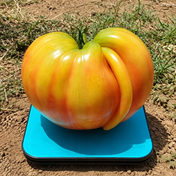 36 Pomaranch Tomato, 5 Seeds