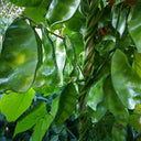 Pig-ear-shaped Hyacinth Bean Seeds, 20g