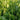 Dwarf Sweet Spring Choi Seeds, 20g