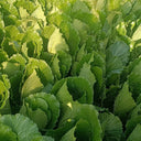 Dwarf Sweet Spring Choi Seeds, 20g