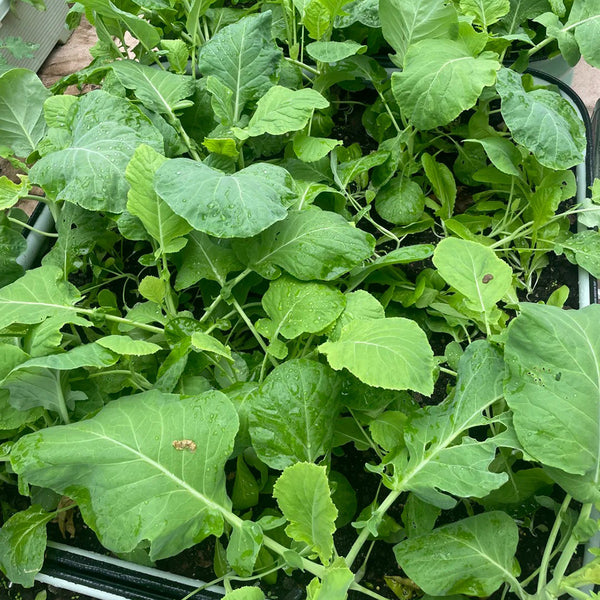 Jiemei Taoshan Chinese Broccoli Seeds, 10g