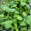 Jiemei Taoshan Chinese Broccoli Seeds, 10g