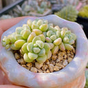 Echeveria cv. 'Bubblegum', 3pcs x 1-head