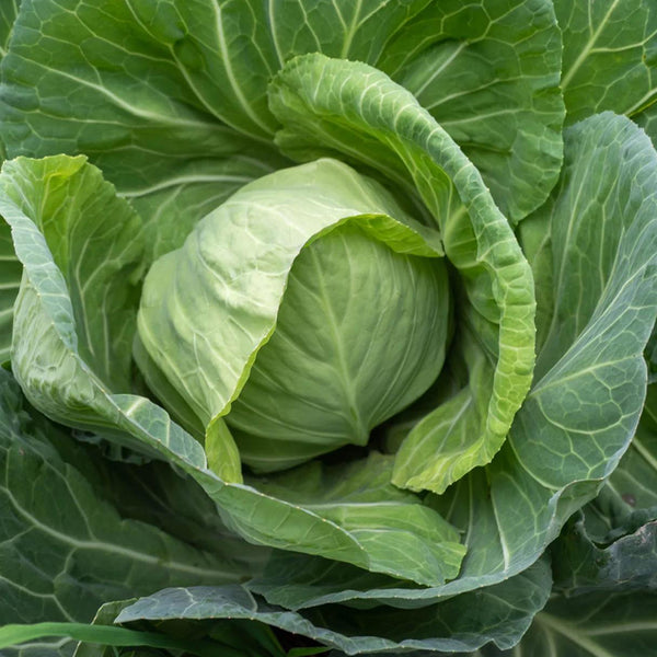 Apple Cabbage Seeds, 2g