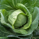 Apple Cabbage Seeds, 2g