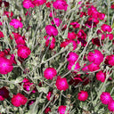 Red Flowered Rose Campion, 20 Seeds