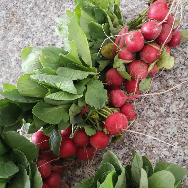'Ailuo' Cherry Radish Seeds, 10g