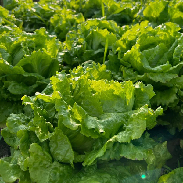 Year-Round Slow-Bolting Lettuce King Seeds, 10g