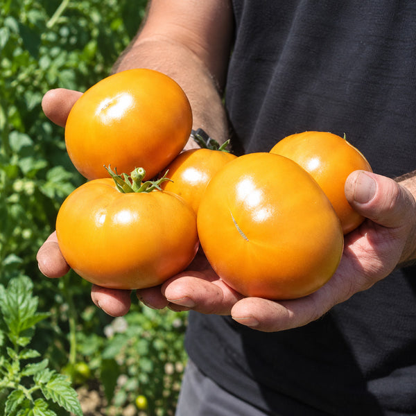 196 Kiwanis Tomato, 5 Seeds