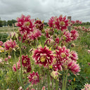 Hezhichun Aquilegia 'Barlow' Seeds, 1g