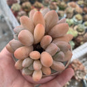 Echeveria 'Perfume'‌, 2pcs x 1-head
