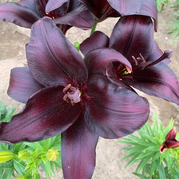 Lilium 'Black Knight', 12/14cm Circumference, 2 Bulbs
