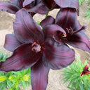 Lilium 'Black Knight', 12/14cm Circumference, 2 Bulbs