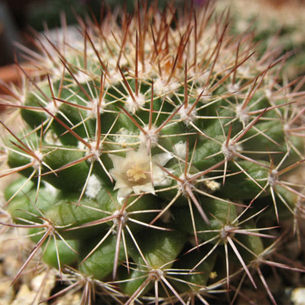 Mammillaria mammillaris 'Cangbaotian', 3-4cm