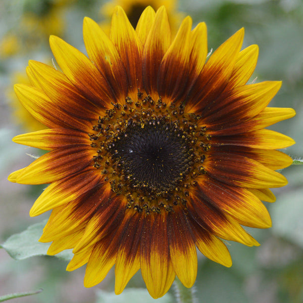 'Solar Eclipse' Ornamental Sunflower Seeds, 1g