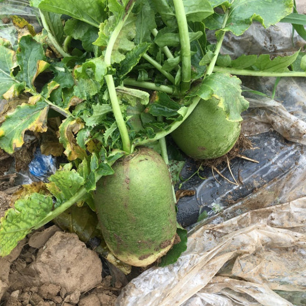 Xinbaoda Ice Cream Radish Seeds, 5g