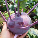 U2616 Purple Fruit Kohlrabi F1, 5 Grams ≈ 800 Seeds