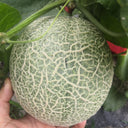 Shuaiguo No.9 Netted Melon Seeds, 10g