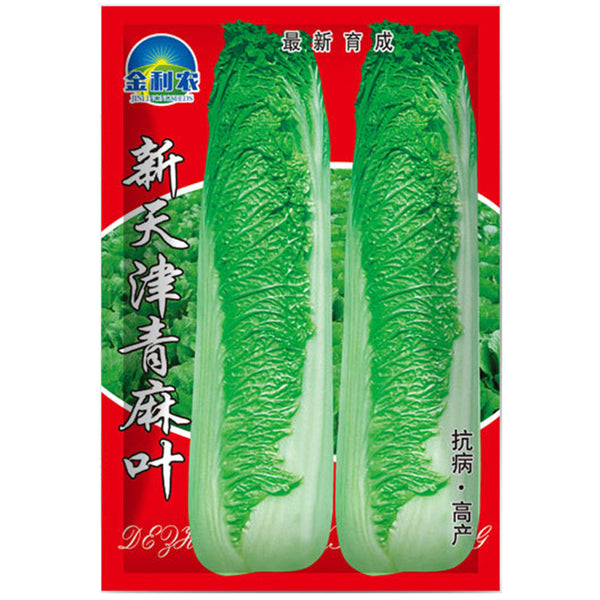 Tianjin Qingmaye Chinese Cabbage Seeds, 5 × 5g Bags