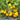 443 Polish Yellow Dwarf Tomato, 5 Seeds