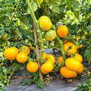 443 Polish Yellow Dwarf Tomato, 5 Seeds