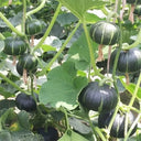 Green Baby Mini Pumpkin Seeds, 50 Seeds