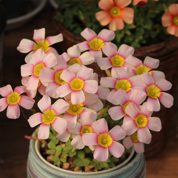 Oxalis obtusa Series Bulb - 'Fairy', 10 Bulbs
