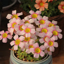 Oxalis obtusa Series Bulb - 'Fairy', 10 Bulbs