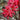 Rose Lycoris, 1 Bulb