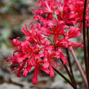 Rose Lycoris, 1 Bulb