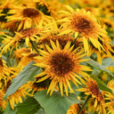 Meteor Double Sunflower, 5~10 Seeds