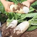 White Jade Radish F1 Seeds, 5g
